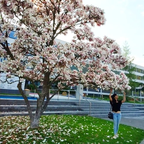 Download Tours With Locals In Zurich Private Tour Guides Showaround For iPhone Get Wallpaper Tours With Locals In Zurich Private Tour Guides Showaround For iPhone